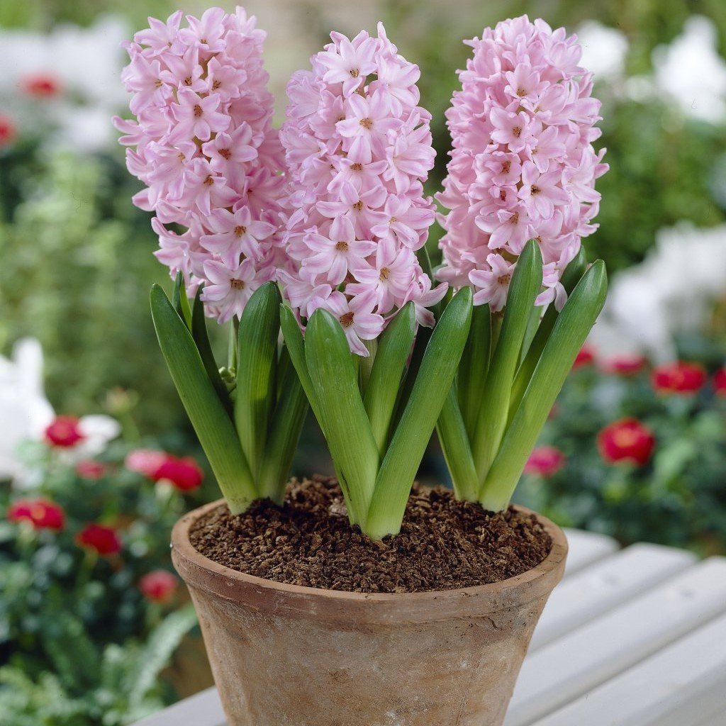 Hyacinthus Fondant Sümbül Soğanı (3 adet)