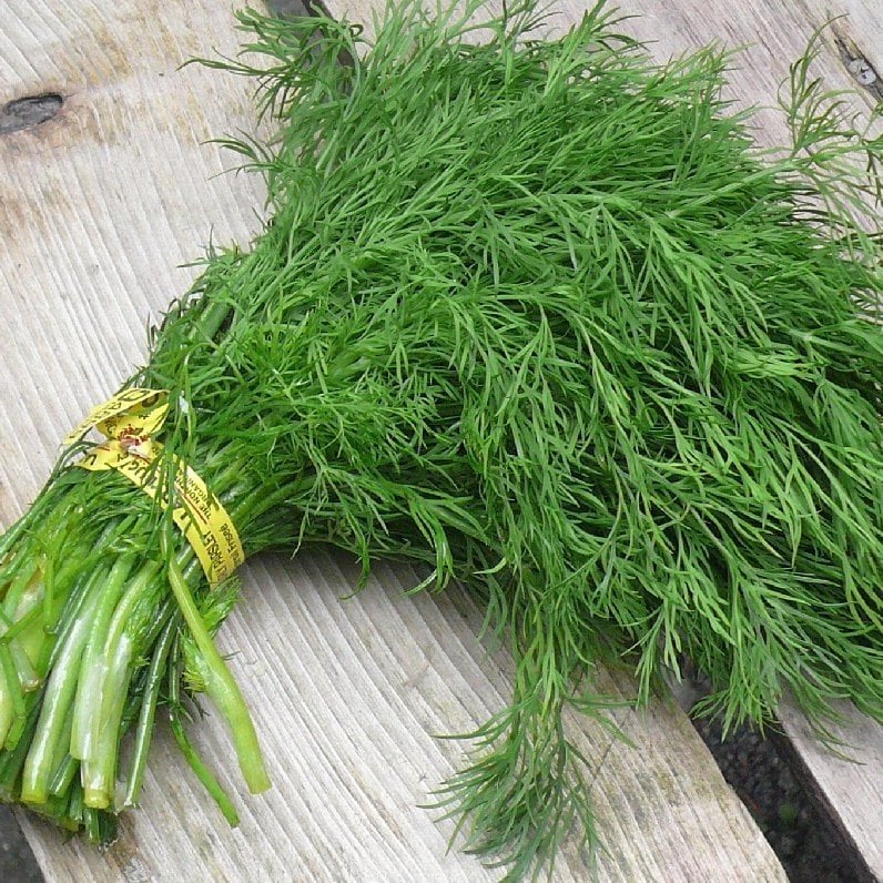 Doğal Dere Otu(Anethum graveolens) Tohumu(100 tohum)