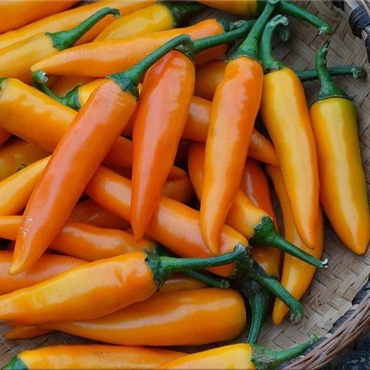 Ata Tohumları Geleneksel Bulgarian Carrot Hot Chili Biber Biber Tohumu (10 Tohum)