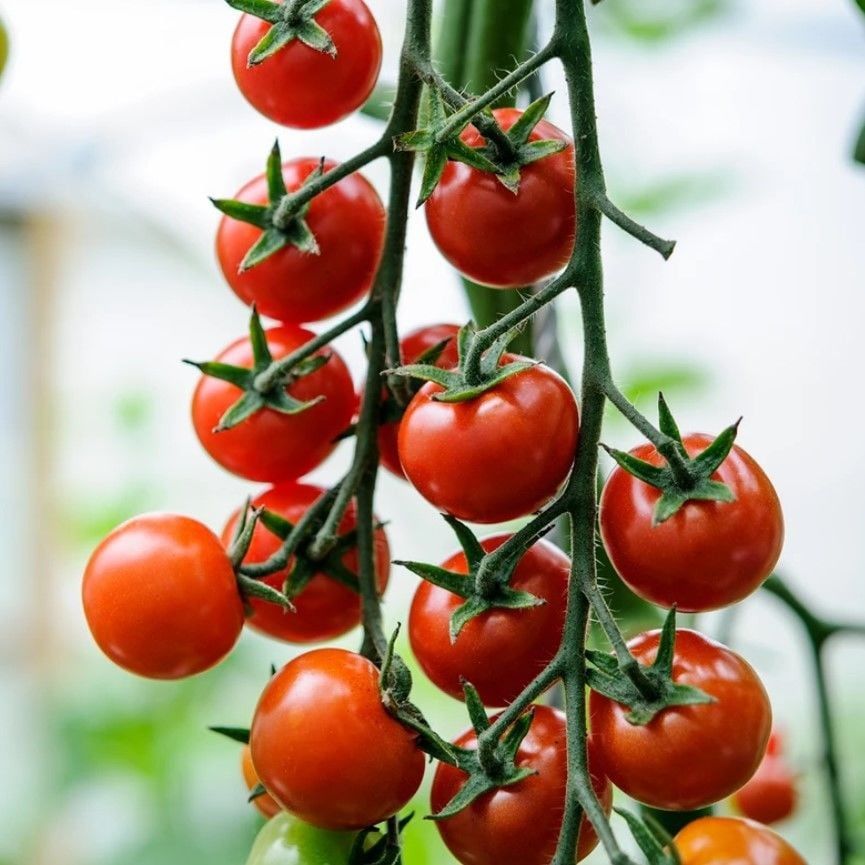 Cherry f1 Sırık Kiraz Domates Tohumu (10 tohum)