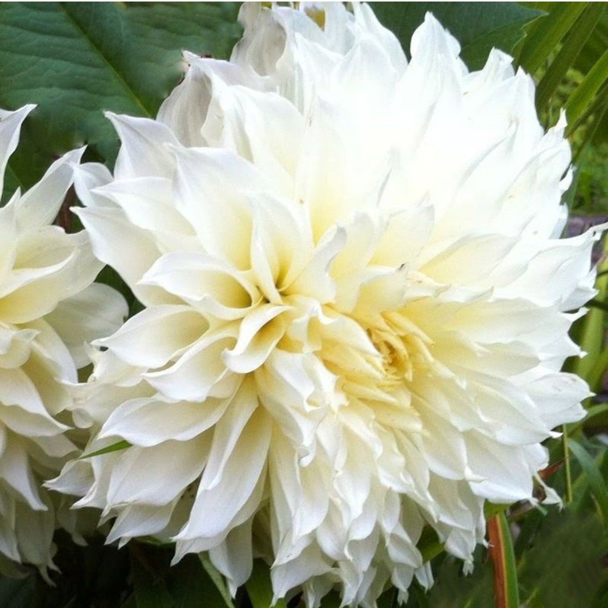 İri Çiçekli White Lace Dahlia Yıldız Çiçeği Yumrusu (1 adet )