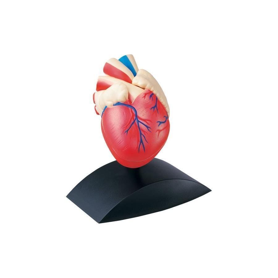 Kalp Modeli- Küçük