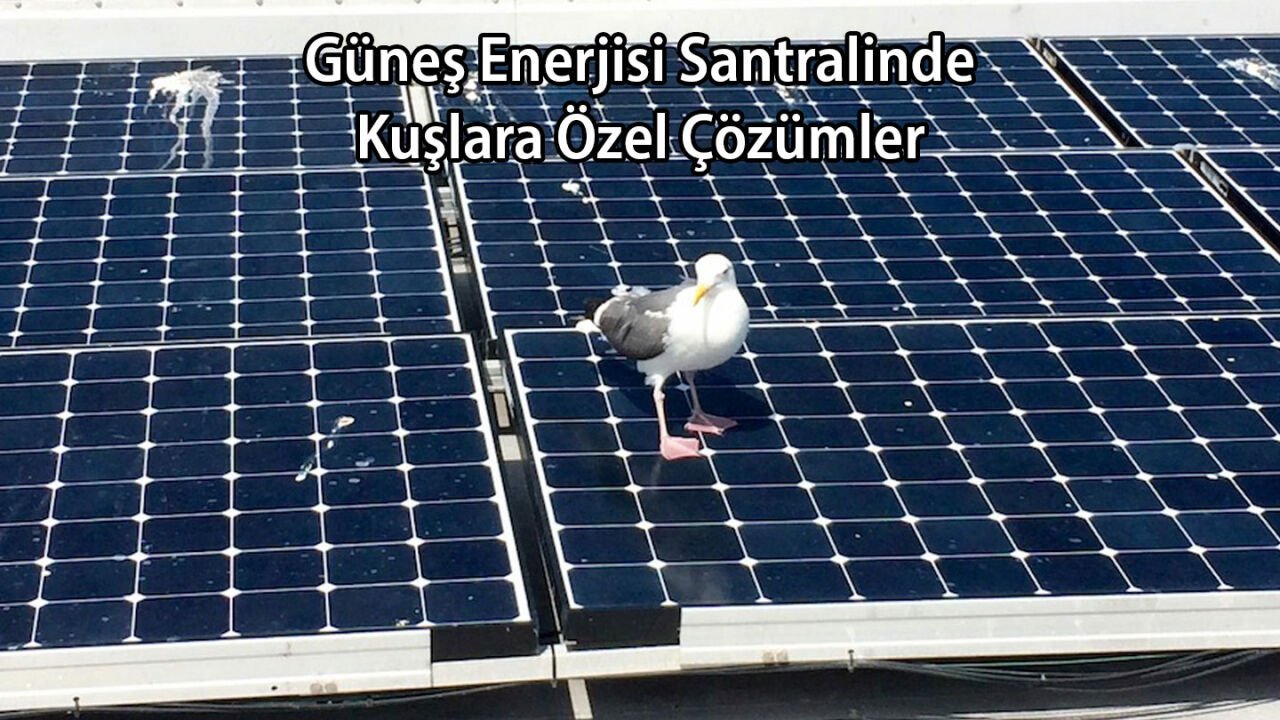 Güneş Enerji Santralinde Kuşlara Özel Çözümler