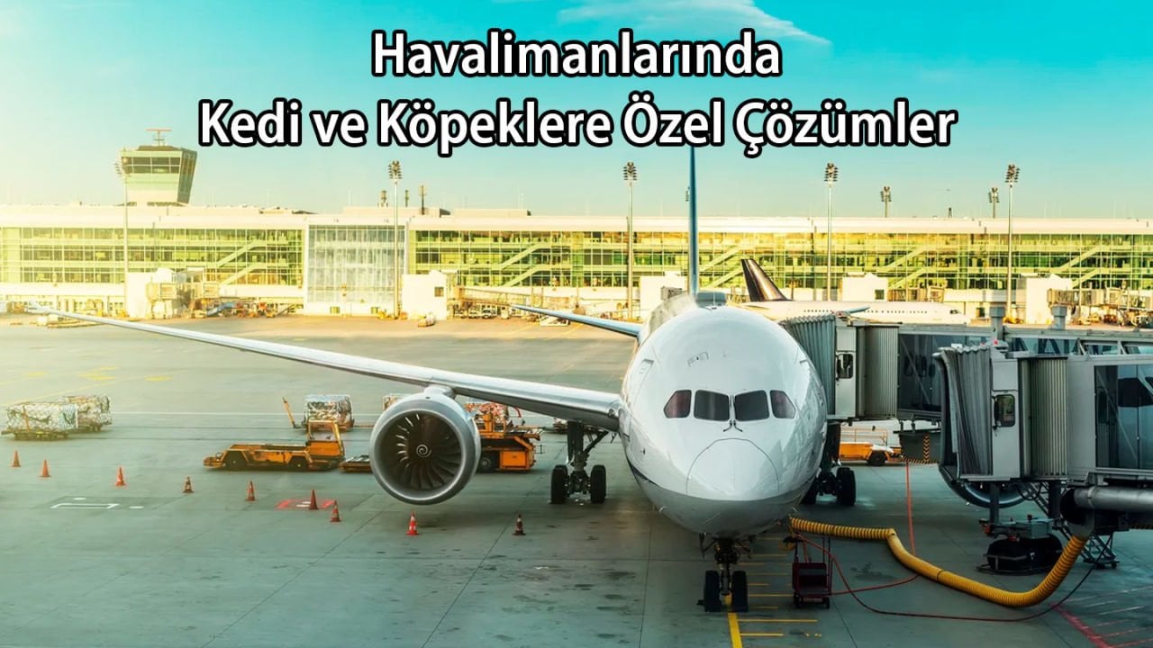 Havalimanında Kedi Köpeklere Özel Çözümler