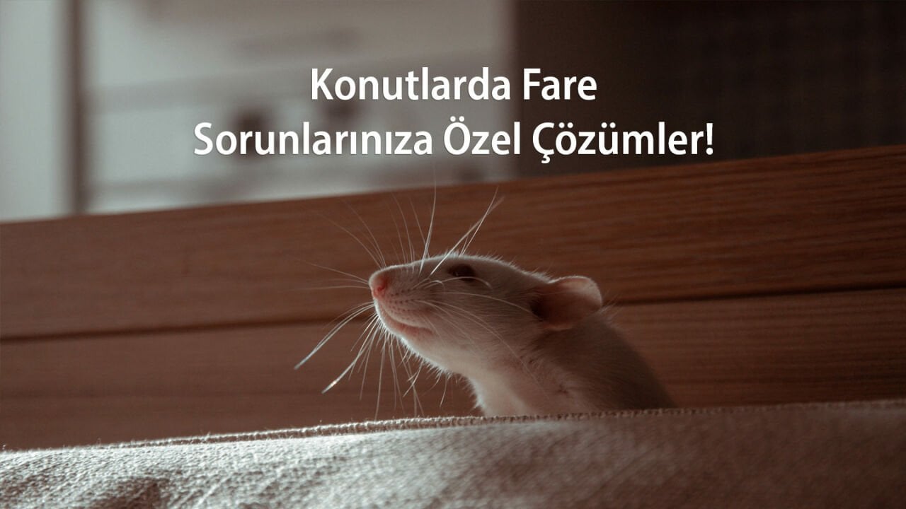 Konutlarda Farelere Özel Çözümler