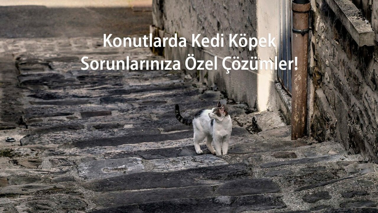 Konutlarda Kedi – Köpeklere Özel Çözümler