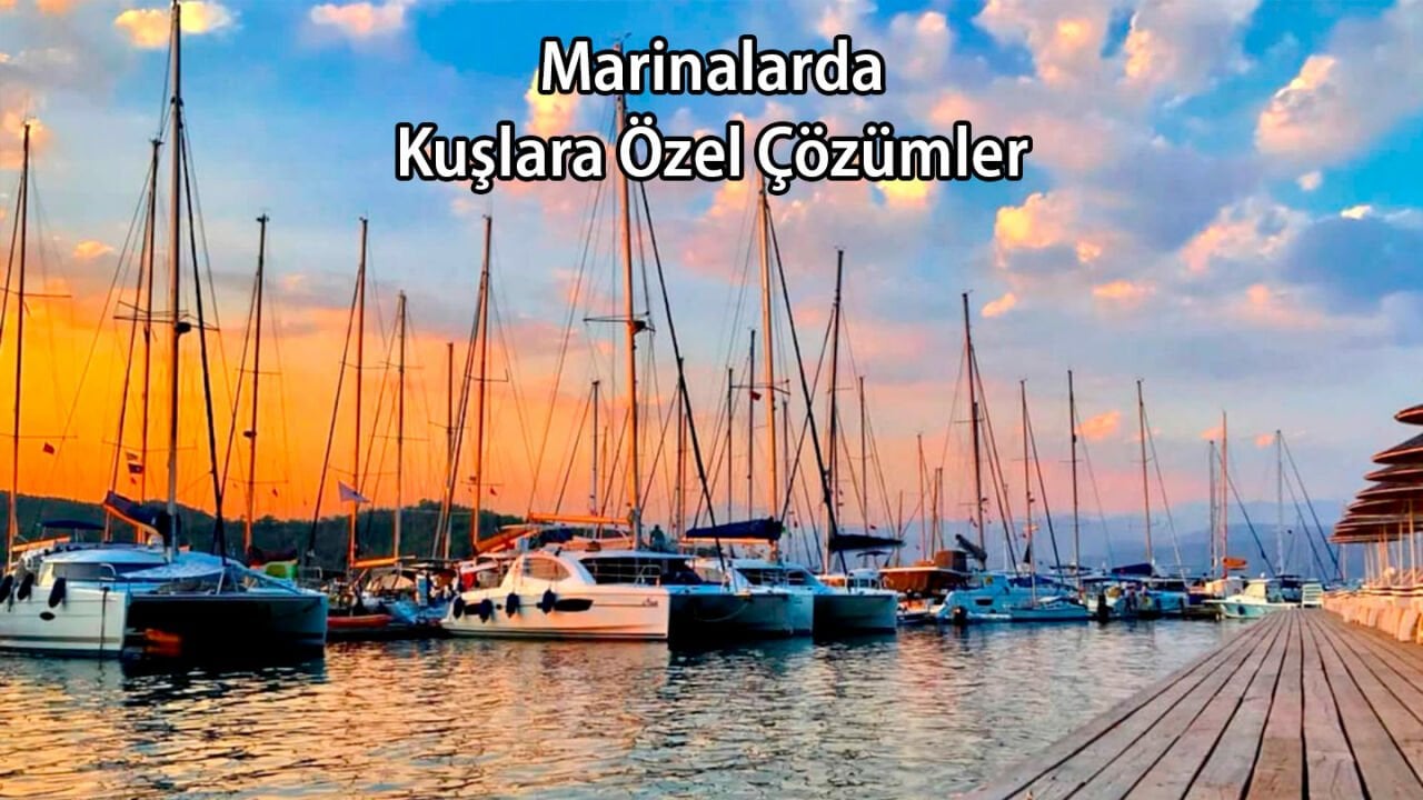 Marinada Kuşlara Özel Çözümler