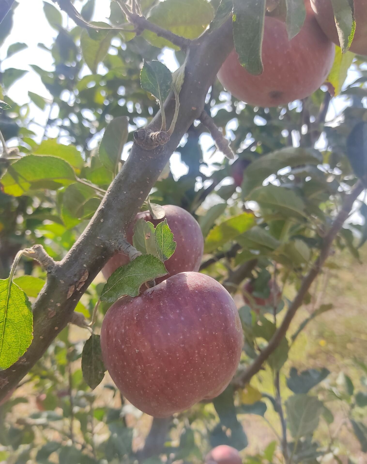 Organik Kırmızı Eylül Elması (500 gr)