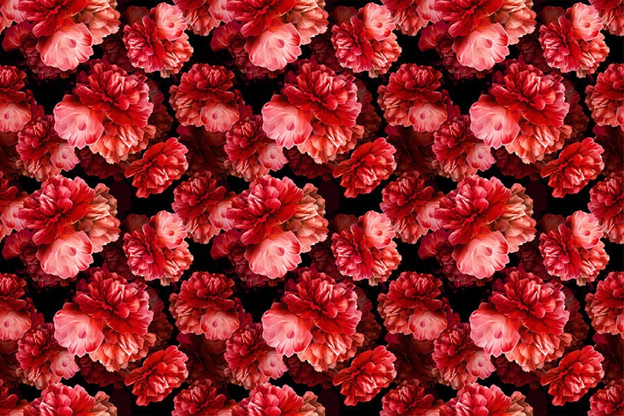 Kırmızı Çiçekler Mutfak Duvar Kağıdı