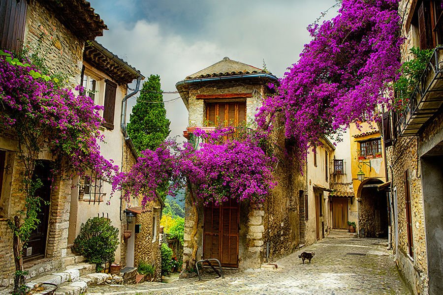 Mor Lavantalı Provence Sokakları Duvar Kağıdı