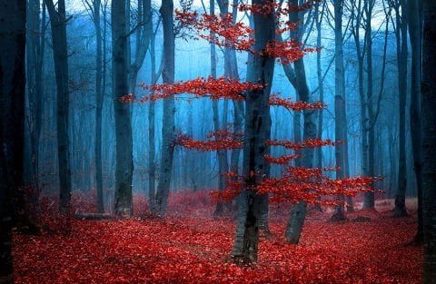 Kırmızı Yapraklı Ağaç ve Orman Manzarası Duvar Kağıdı