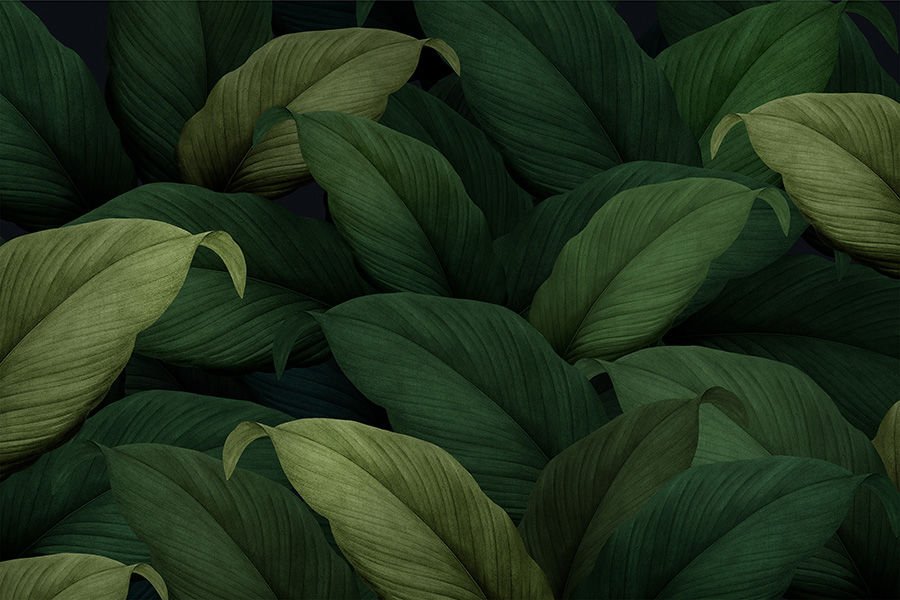 Tropikal Yeşil Büyük Yapraklar Salon Duvar Kağıdı