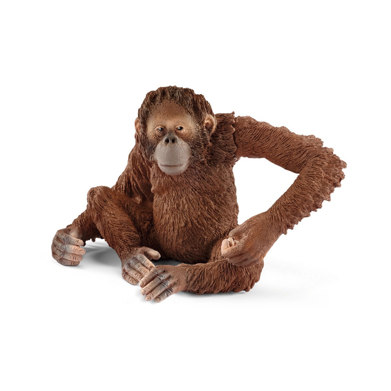 Dişi Orangutan