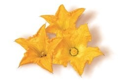 Kabak Çiçeği (Squash Flower)