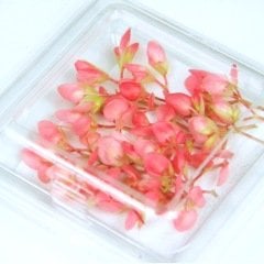 Erik Çiçeği (Apple Blossom)