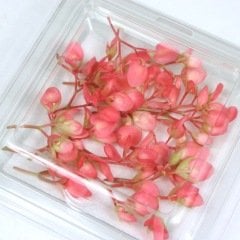 Erik Çiçeği (Apple Blossom)