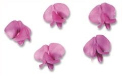 Fasulye Çiçeği (Bean Blossom)
