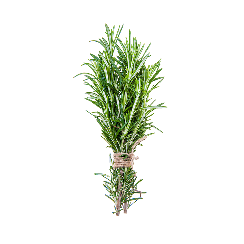 Rozmarin Biberiye (Rosemary)