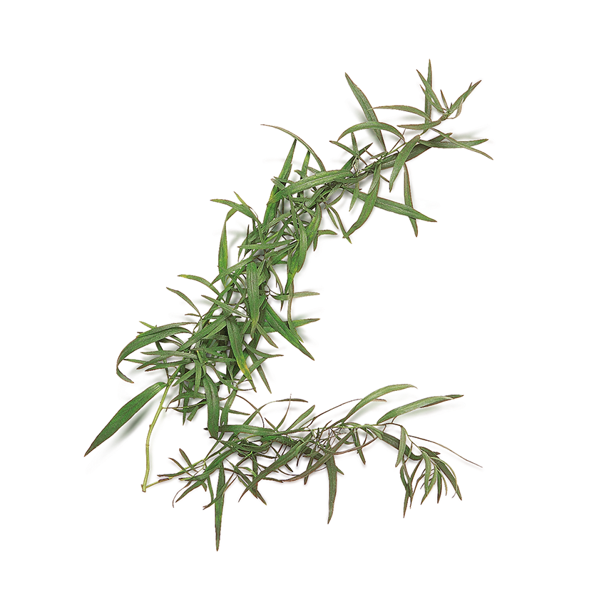Tarhun (Tarragon)