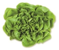Ekspres Salata Yeşil (Salanova Green)