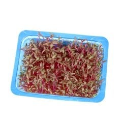 Amaranth Filizi (Scarlet Cress)