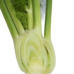 Fencel Rezene (Fennel)