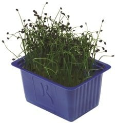 Soğan Filizi (Rock Chives)