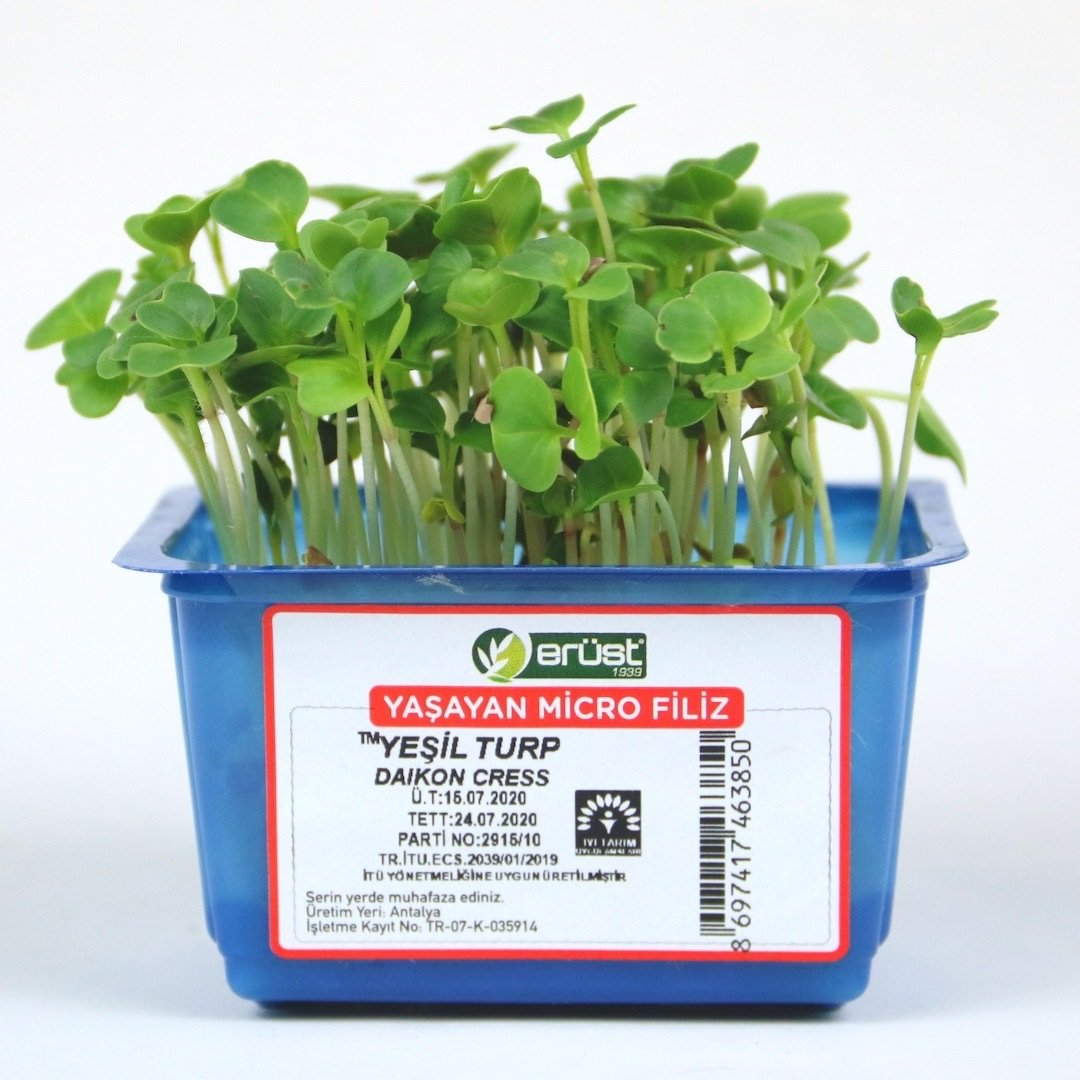 Yeşil Turp Filizi (Daikon Cress)