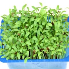 Tere Filizi (Garden Cress)