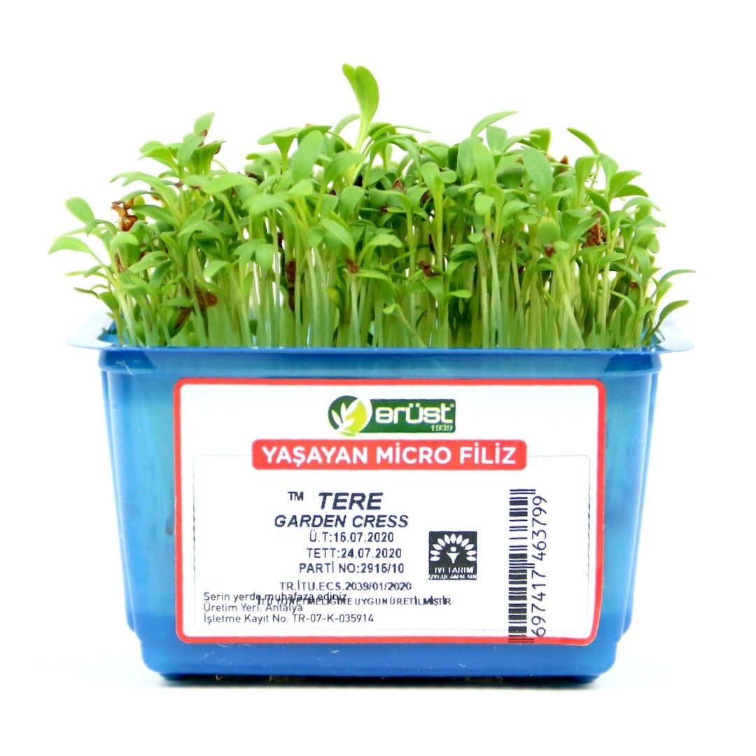 Tere Filizi (Garden Cress)