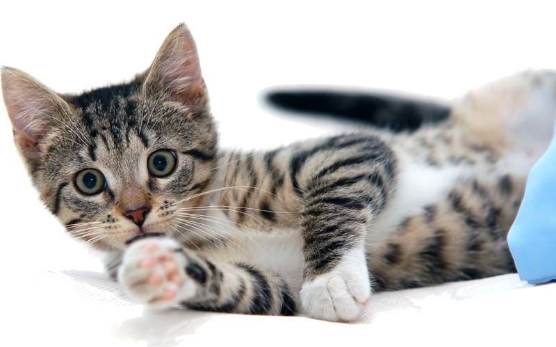 Kedi Kumları Hakkında Sıkça Sorulan Sorular
