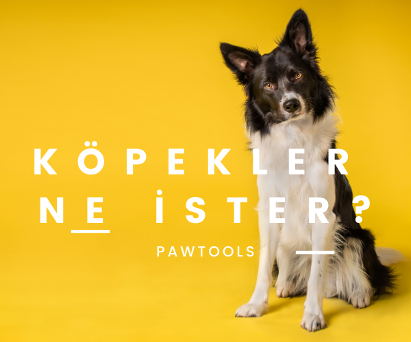 Pawtools ürünlerini seçkin butik, köpek oteli ve ve pet shoplarda bulabilir ve köpek dostlarınız için en iyisini seçebilirsiniz!