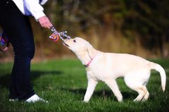 Chuckit! Ultra Toss Püsküllü Köpek Oyun Topu (Küçük Boy)