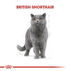 Royal Canin Kitten British Shorthair Yavru Kedi Maması 2 kg