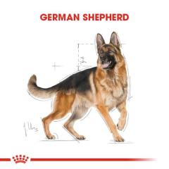 Royal Canin Alman Kurtları İçin Yetişkin Köpek Maması 11 kg