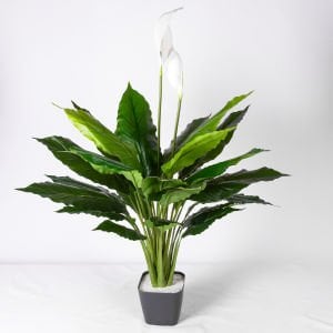 Yapay Bitki Spathiphyllum-Yelken Çiçeği Gerçek Dokulu Yeşil-Beyaz 70 Cm.
