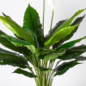 Yapay Bitki Spathiphyllum-Yelken Çiçeği Gerçek Dokulu Yeşil-Beyaz 70 Cm.