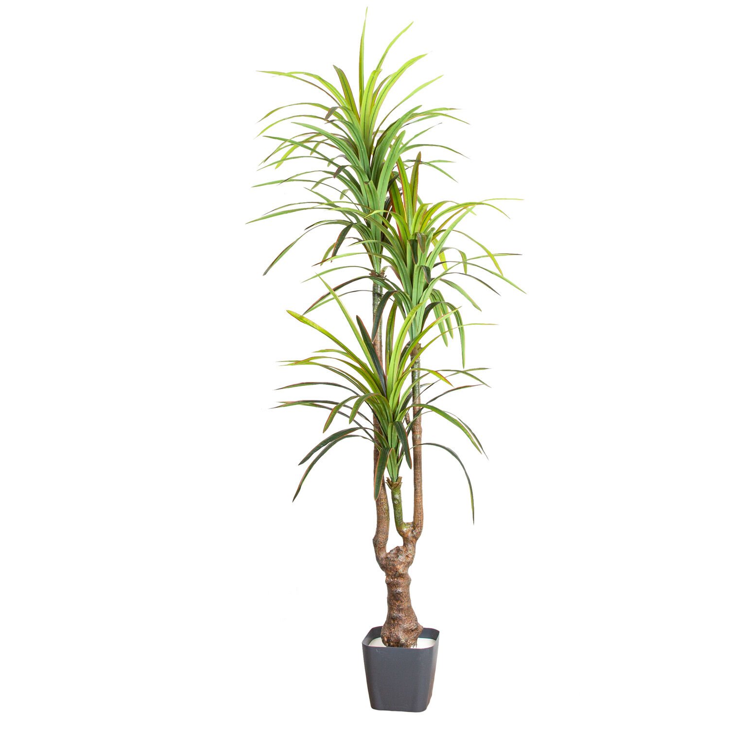 Yapay Dracena Ağacı Gerçek Dokulu 3 Dallı Yeşil 200 Cm.