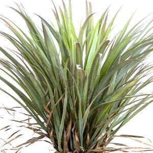 Yapay Avize Çiçeği Bitkisi (Yucca Ağacı ) Yeşil 85 Cm.