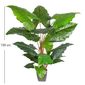 Yapay Alocasia - Fil Kulağı Ağacı Gerçek Dokulu 16 Yaprak 150 Cm.