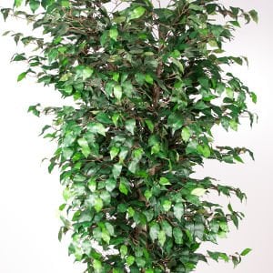 Yapay Ficus Ağacı Tek Gövde Yeşil 225 Cm.