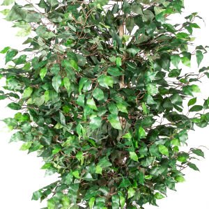 Yapay Ficus Ağacı Tek Gövde Yeşil 200 Cm.