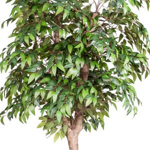 Yapay Smilax Ağacı Tek Gövde Yeşil 140 Cm.