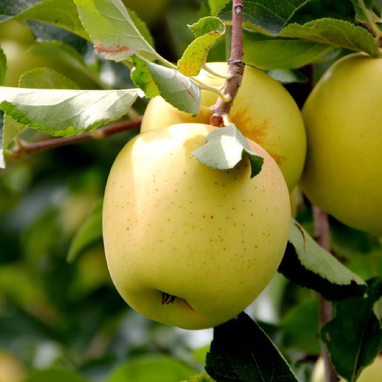 Tüplü Aşılı Yarıbodur Verimli Aromatik Golden Elma Fidanı