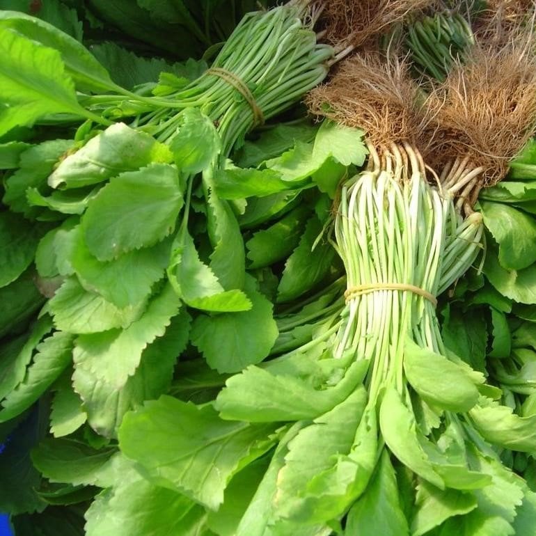 Geleneksel İri Geniş Yapraklı Aromatik Yeşil Tere Fidesi (5 Adet)