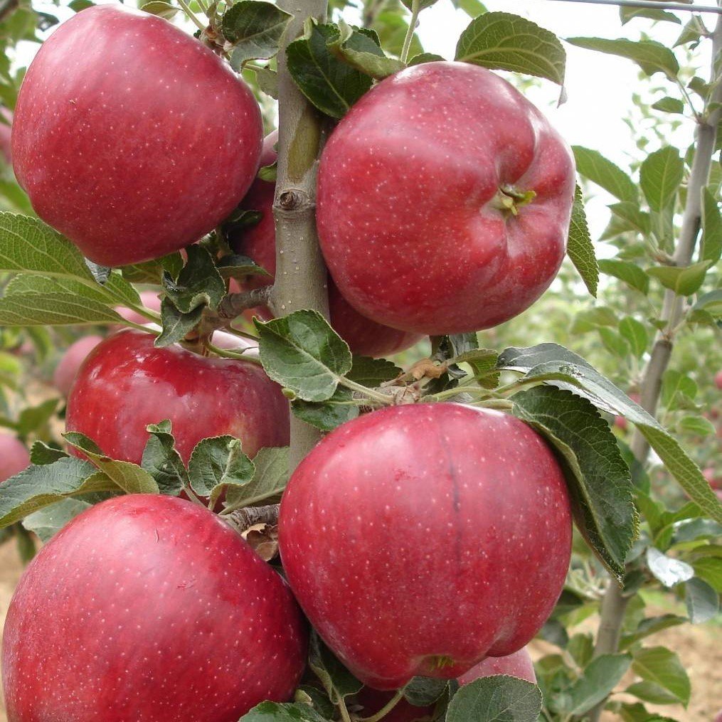 Tüplü Aşılı Yarıbodur Bol Sulu Red Chief Elma Fidanı