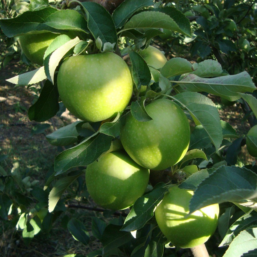 Tüplü Aşılı Yarıbodur Sert Sulu Granny Smith Yeşil Elma Fidanı
