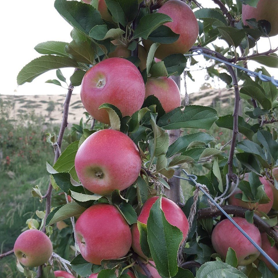 Tüplü Aşılı Yarıbodur Verimli Aromatik Kanzi Elma Fidanı