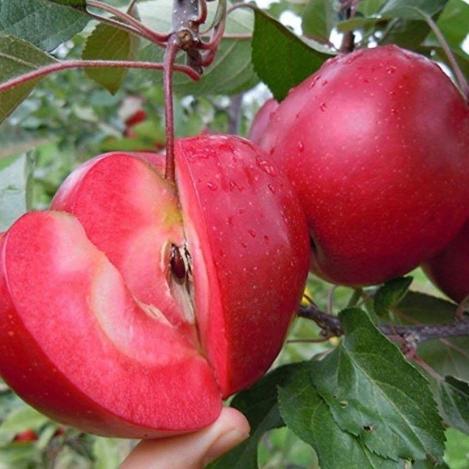 Tüplü Aşılı Yarıbodur Özel İçi Dışı Kırmızı Elma Fidanı