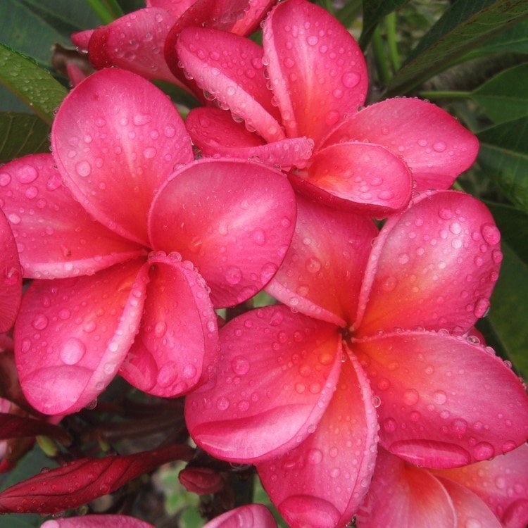 Tüplü Özel Renk Pembe Plumeria Amerikan Fulu Fidanı (85-185 cm)